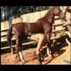 Phillipina And Horse20-20